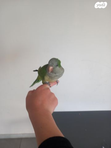 תמונת מודעה - חיות מחמד