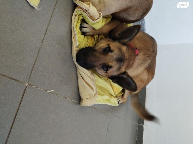 תמונת מודעה - חיות מחמד