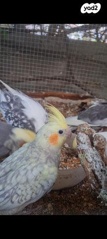 תמונת מודעה - חיות מחמד