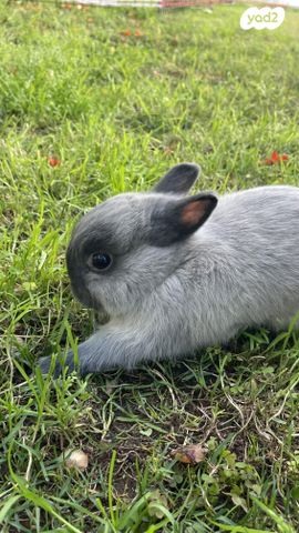 תמונת מודעה - חיות מחמד