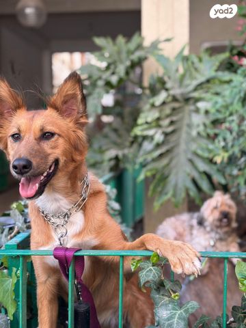 תמונת מודעה - חיות מחמד