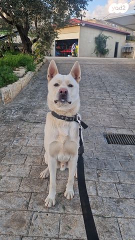 תמונת מודעה - חיות מחמד