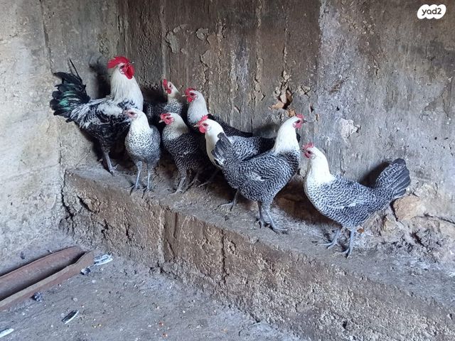 תמונת מודעה - חיות מחמד