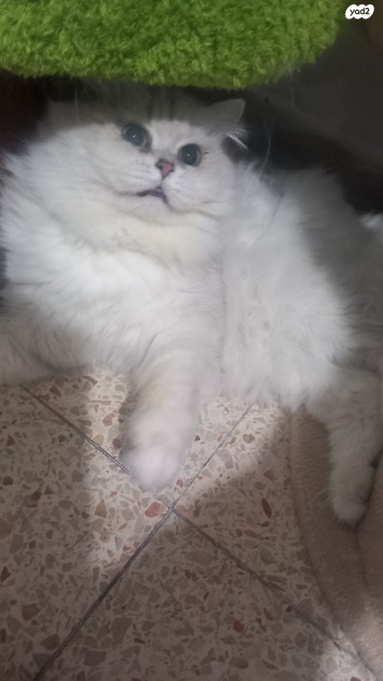 תמונת מודעה - חיות מחמד