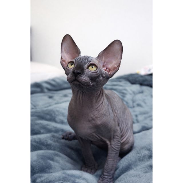 תמונת מודעה - חיות מחמד