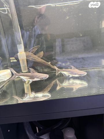 תמונת מודעה - חיות מחמד