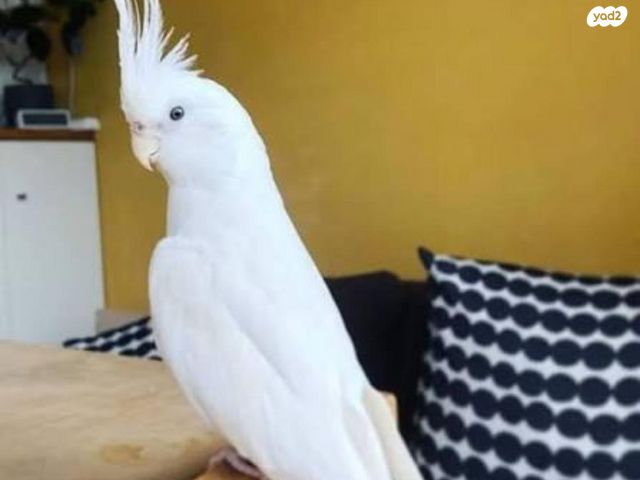 תמונת מודעה - חיות מחמד