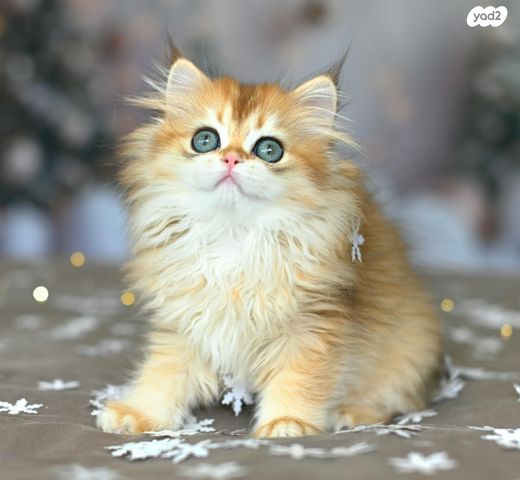 תמונת מודעה - חיות מחמד