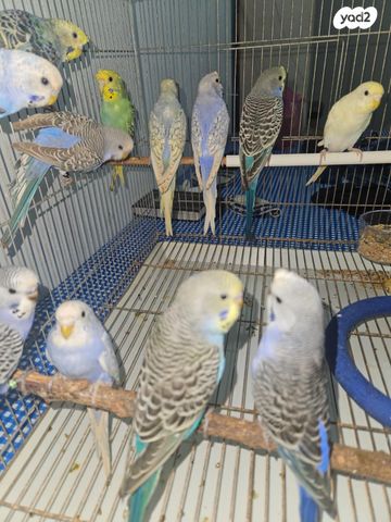 תמונת מודעה - חיות מחמד