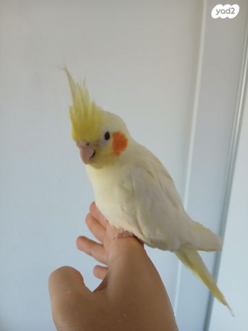 תמונת מודעה - חיות מחמד