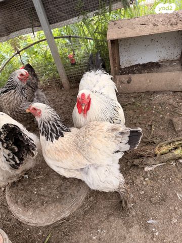 תמונת מודעה - חיות מחמד