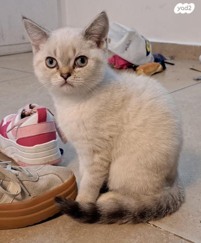 תמונת מודעה - חיות מחמד