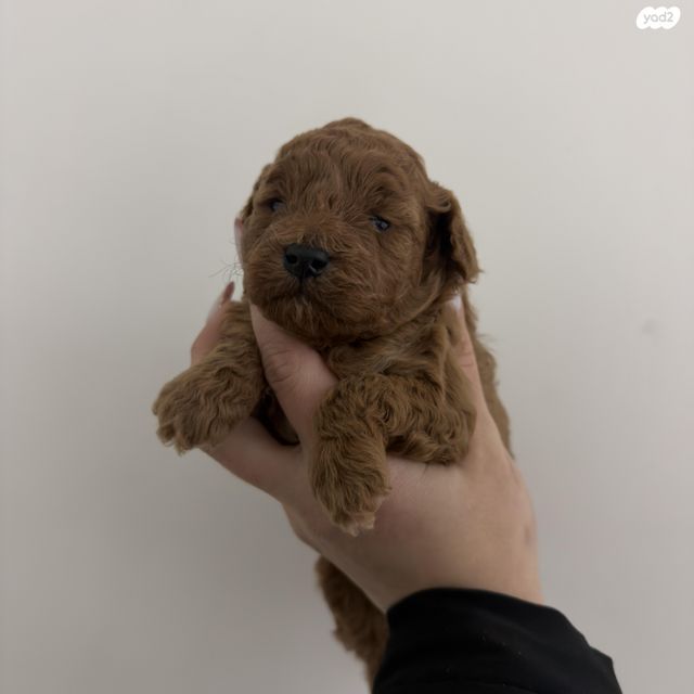 תמונת מודעה - חיות מחמד