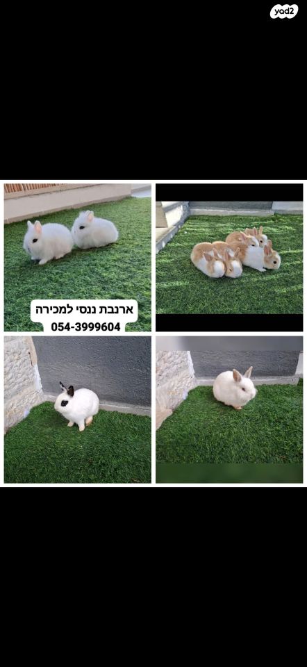 תמונת מודעה - חיות מחמד