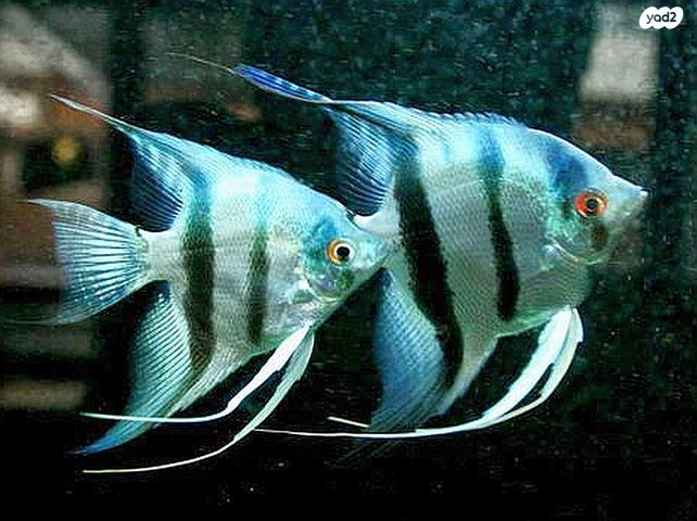 תמונת מודעה - חיות מחמד