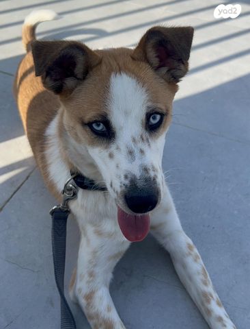 תמונת מודעה - חיות מחמד