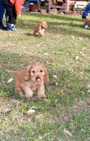 תמונת מודעה - חיות מחמד