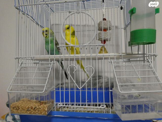 תמונת מודעה - חיות מחמד