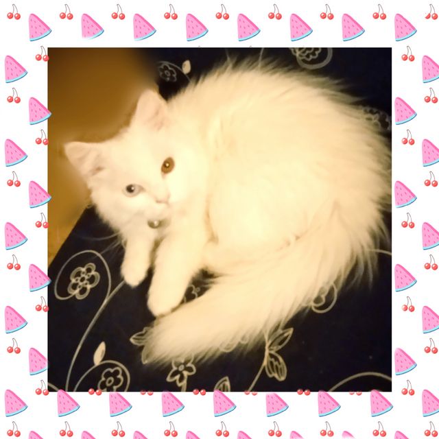 תמונת מודעה - חיות מחמד