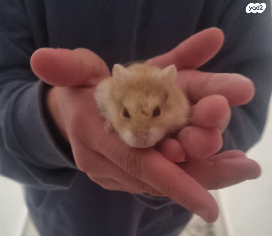 תמונת מודעה - חיות מחמד