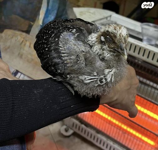 תמונת מודעה - חיות מחמד