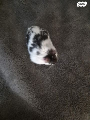 תמונת מודעה - חיות מחמד