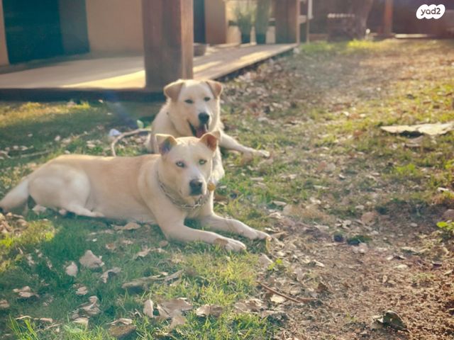 תמונת מודעה - חיות מחמד