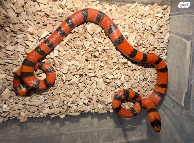 תמונת מודעה - חיות מחמד