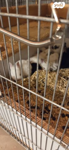 תמונת מודעה - חיות מחמד