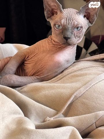 תמונת מודעה - חיות מחמד