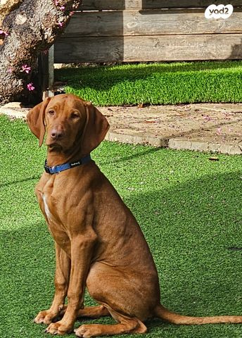 תמונת מודעה - חיות מחמד