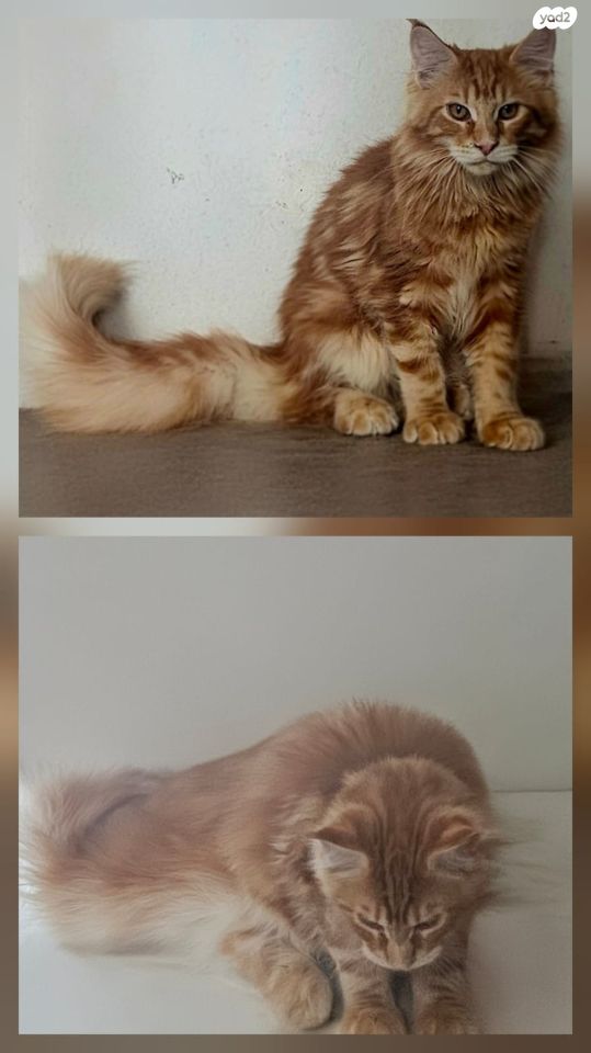 תמונת מודעה - חיות מחמד