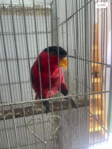 תמונת מודעה - חיות מחמד