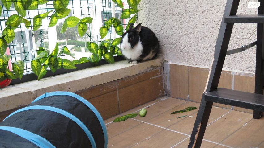 תמונת מודעה - חיות מחמד