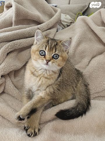 תמונת מודעה - חיות מחמד