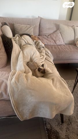 תמונת מודעה - חיות מחמד