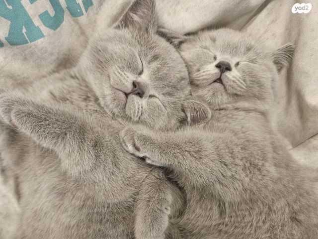 תמונת מודעה - חיות מחמד