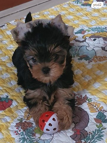 תמונת מודעה - חיות מחמד