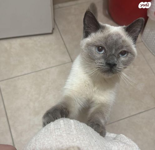 תמונת מודעה - חיות מחמד