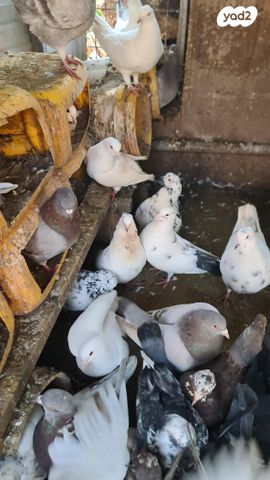 תמונת מודעה - חיות מחמד