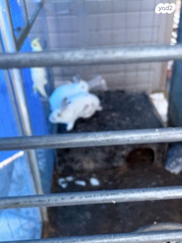 מכרסם ארנב ננסי