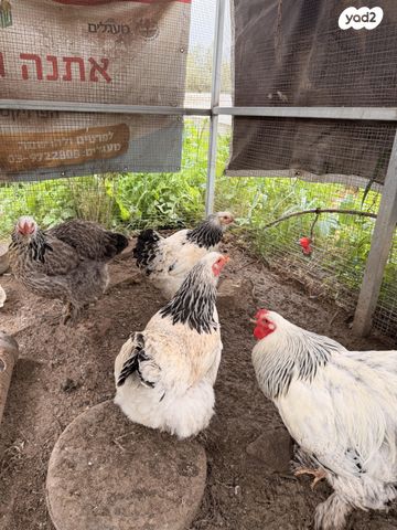 חיית משק ברהמה