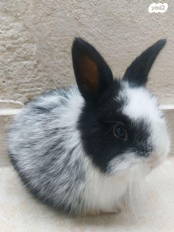 מכרסם ארנב \ שפן