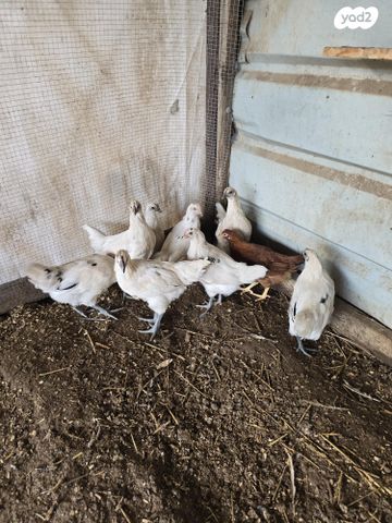 חיית משק רוד איילנד