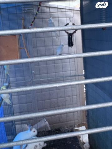 תוכי קוקוטייל