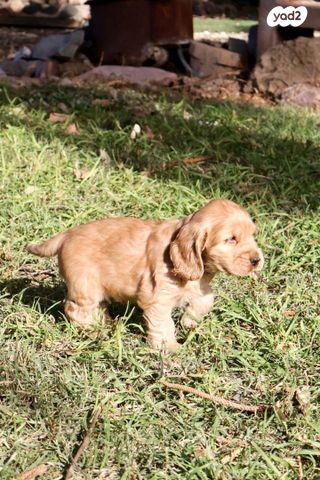 כלב קוקר ספניאל