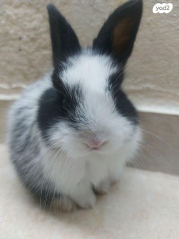 מכרסם ארנב \ שפן