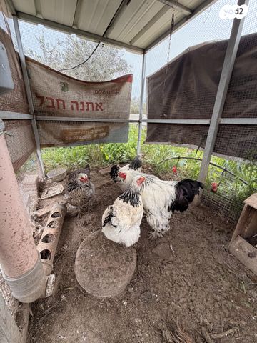 חיית משק ברהמה