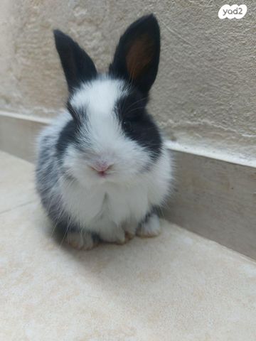 מכרסם ארנב \ שפן