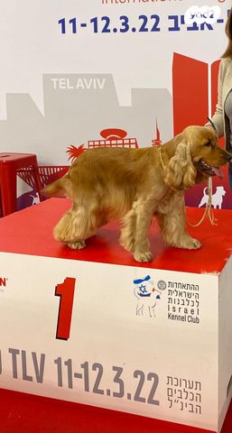 כלב קוקר ספניאל